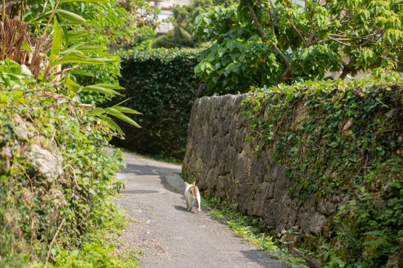 緑に囲まれた石垣の小道を歩く猫